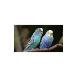 BEAPHAR Care+, Petites Perruches - 250 G 5 BEAPHAR Care+, Petites Perruches - 250 G -Trixie || Flamingo Soldes Magasin 11030227 3