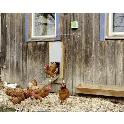 Porte De Poulailler Automatique Coulissante - 300 X 400 Mm Kerbl 5 Porte De Poulailler Automatique Coulissante - 300 X 400 Mm Kerbl – Image 5