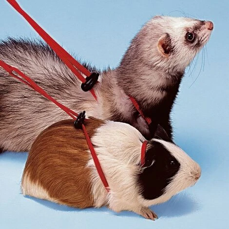 Ferplast NY ROD Harnais Pour Furets Et Cochons D’Inde. Variante NY ROD - Mesures: 120 Cm - 2 Ferplast NY ROD Harnais Pour Furets Et Cochons D’Inde. Variante NY ROD - Mesures: 120 Cm - – Image 2
