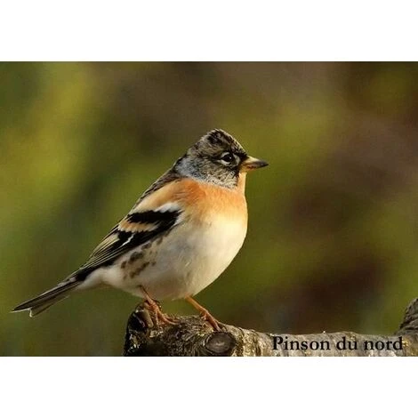 Trixie Distributeur De Cacahuètes, En Plastique/métal 500 Ml/22 Cm, Vert 2 Trixie Distributeur De Cacahuètes, En Plastique/métal 500 Ml/22 Cm, Vert – Image 2