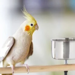 Relaxdays Perchoir Perroquet, XL, Barre, 2 Mangeoires, Bac Récupérateur, à Roulettes, Métal, Accessoire Oiseaux, Noir -Trixie || Flamingo Soldes Magasin 31803772 3