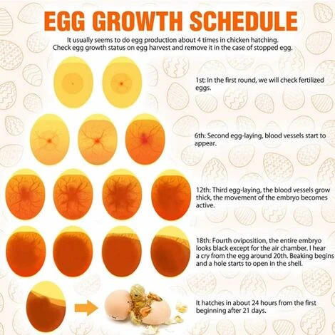 Mire Oeuf Lampe Mire Oeuf Testeur D'oeufs, Lumière LED Pour Vérifier L’Incubation D’Oeuf Portable Incubateur D'oeufs De Cane Lampe De Poche Batterie Pour Volaille 3 Mire Oeuf Lampe Mire Oeuf Testeur D'oeufs, Lumière LED Pour Vérifier L’Incubation D’Oeuf Portable Incubateur D'oeufs De Cane Lampe De Poche Batterie Pour Volaille – Image 3