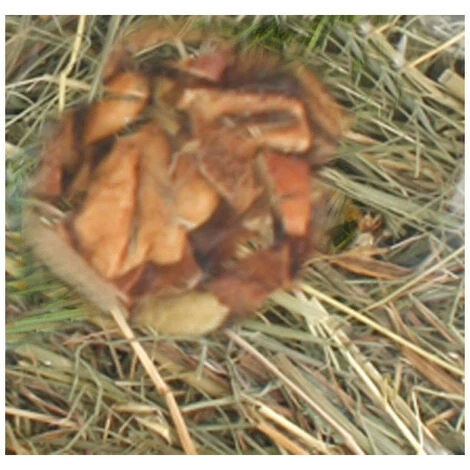 Foin De Montagne Aux Pommes. 500 Gr. Pour Rongeurs - Flamingo Pet Products 2 Foin De Montagne Aux Pommes. 500 Gr. Pour Rongeurs - Flamingo Pet Products – Image 2