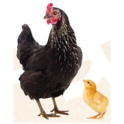 Natur' Tonic, Favorise La Croissance Pour Poule Et Poussin 250 Ml - Animallparadise -Trixie || Flamingo Soldes Magasin 51739768 3