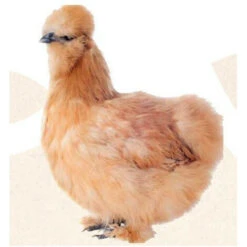 Natur' Pic, Embellit Le Plumage Pour Poules 250 Ml. - Animallparadise -Trixie || Flamingo Soldes Magasin 51739770 3