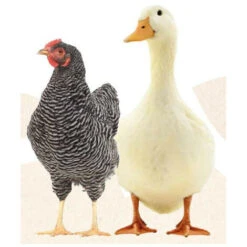 Natur' Vers, Contre Les Vers Pour Poules Et Canards 250 Ml - Animallparadise 7 Natur' Vers, Contre Les Vers Pour Poules Et Canards 250 Ml - Animallparadise -Trixie || Flamingo Soldes Magasin 51739774 4