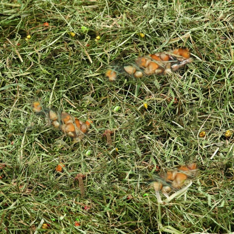 Foin De Montagne Au Mais Et Ble Poids 500 G Pour Rongeur - Flamingo Pet Products 3 Foin De Montagne Au Mais Et Ble Poids 500 G Pour Rongeur - Flamingo Pet Products – Image 3