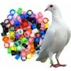 Couleurs Mélangées Bague Pour Pied D’oiseaux Bague Plastique Pour Pigeon Poussin Bantam Petit Volaille 100 Pcs LO-Ron