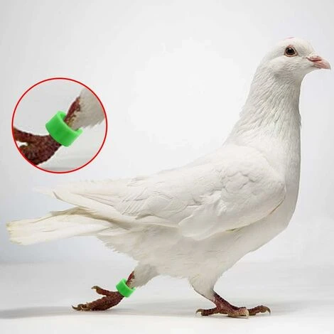 Couleurs Mélangées Bague Pour Pied D’oiseaux Bague Plastique Pour Pigeon Poussin Bantam Petit Volaille 100 Pcs LO-Ron 5 Couleurs Mélangées Bague Pour Pied D’oiseaux Bague Plastique Pour Pigeon Poussin Bantam Petit Volaille 100 Pcs LO-Ron – Image 5