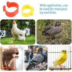 300 Anneaux De Pied De Volaille, Petits Anneaux De Serrage De Volaille, Bandes De Volaille Pour Marquer Les Oiseaux, Perroquets, Pigeons, Cailles, Poussins (Jaune/bleu/blanc/violet/rouge/vert),Fonepro 9 300 Anneaux De Pied De Volaille, Petits Anneaux De Serrage De Volaille, Bandes De Volaille Pour Marquer Les Oiseaux, Perroquets, Pigeons, Cailles, Poussins (Jaune/bleu/blanc/violet/rouge/vert),Fonepro -Trixie || Flamingo Soldes Magasin 62012072 5