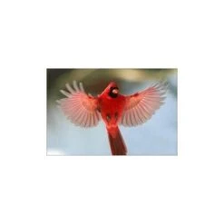 BEAPHAR Pâtée Fortifiante Rouge Aux Oeufs - 150 G -Trixie || Flamingo Soldes Magasin 7001952 3