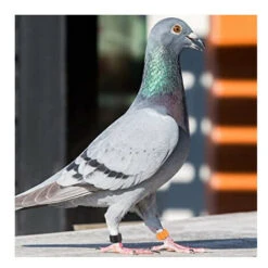 18 Bagues En Plastique ø 8mm Identification Pigeons - Animallparadise 7 18 Bagues En Plastique ø 8mm Identification Pigeons - Animallparadise -Trixie || Flamingo Soldes Magasin 78206317 4