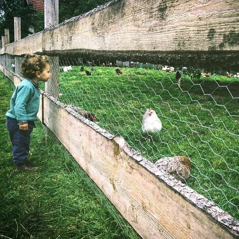 MINKUROW Filet De Fil De Poulet De 0.35×3 M Filet De Fil Hexagonal Galvanisé En Métal Grillage Léger Pour Les Projets D'artisanat Et Le Jardinage 5 MINKUROW Filet De Fil De Poulet De 0.35×3 M Filet De Fil Hexagonal Galvanisé En Métal Grillage Léger Pour Les Projets D'artisanat Et Le Jardinage – Image 5