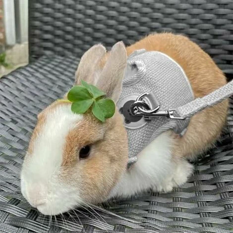 Laisse De Lapin Réglable, Laisse De Lapin Accessoires Pour Lapin Ensemble De Harnais Pour Chat Avec Laisse, Harnais Pour Animaux De Compagnie Et Laisse Pour La Marche Des Petits Animaux De Compagnie 5 Laisse De Lapin Réglable, Laisse De Lapin Accessoires Pour Lapin Ensemble De Harnais Pour Chat Avec Laisse, Harnais Pour Animaux De Compagnie Et Laisse Pour La Marche Des Petits Animaux De Compagnie – Image 5