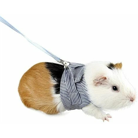 Harnais Pour Petit Animal De Compagnie Laisse De Cochon D'inde Sangle De Poitrine De Marche Pour Petit Animal (bleu) L 1 Harnais Pour Petit Animal De Compagnie Laisse De Cochon D'inde Sangle De Poitrine De Marche Pour Petit Animal (bleu) L