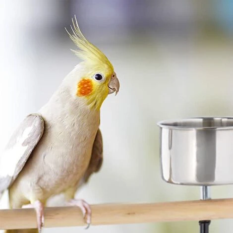 Perchoir Perroquet, XL, Barre, 2 Mangeoires, Bac Récupérateur, à Roulettes, Métal, Accessoire Oiseaux, Noir 3 Perchoir Perroquet, XL, Barre, 2 Mangeoires, Bac Récupérateur, à Roulettes, Métal, Accessoire Oiseaux, Noir – Image 3