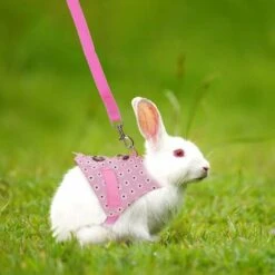 Ensemble Harnais Pour Lapin Avec Laisse Imprimé Floral Costume De Cochon D'Inde Petit Animal Fournitures Pour Lapin Chaton (rose) Taille S 5 Ensemble Harnais Pour Lapin Avec Laisse Imprimé Floral Costume De Cochon D'Inde Petit Animal Fournitures Pour Lapin Chaton (rose) Taille S -Trixie || Flamingo Soldes Magasin 99599278 3