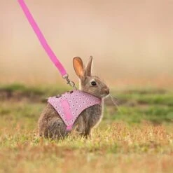 Ensemble Harnais Pour Lapin Avec Laisse Imprimé Floral Costume De Cochon D'Inde Petit Animal Fournitures Pour Lapin, Chaton (rose) Taille M 5 Ensemble Harnais Pour Lapin Avec Laisse Imprimé Floral Costume De Cochon D'Inde Petit Animal Fournitures Pour Lapin, Chaton (rose) Taille M -Trixie || Flamingo Soldes Magasin 99600268 3